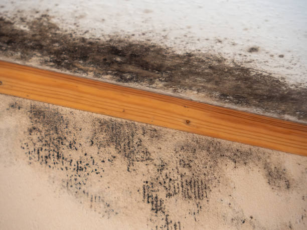 Mold Odor Removal Services in Springville, UT