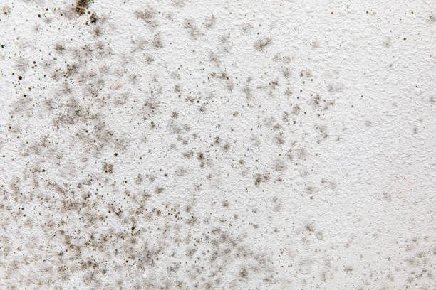 Best Mold Damage Restoration  in Springville, UT